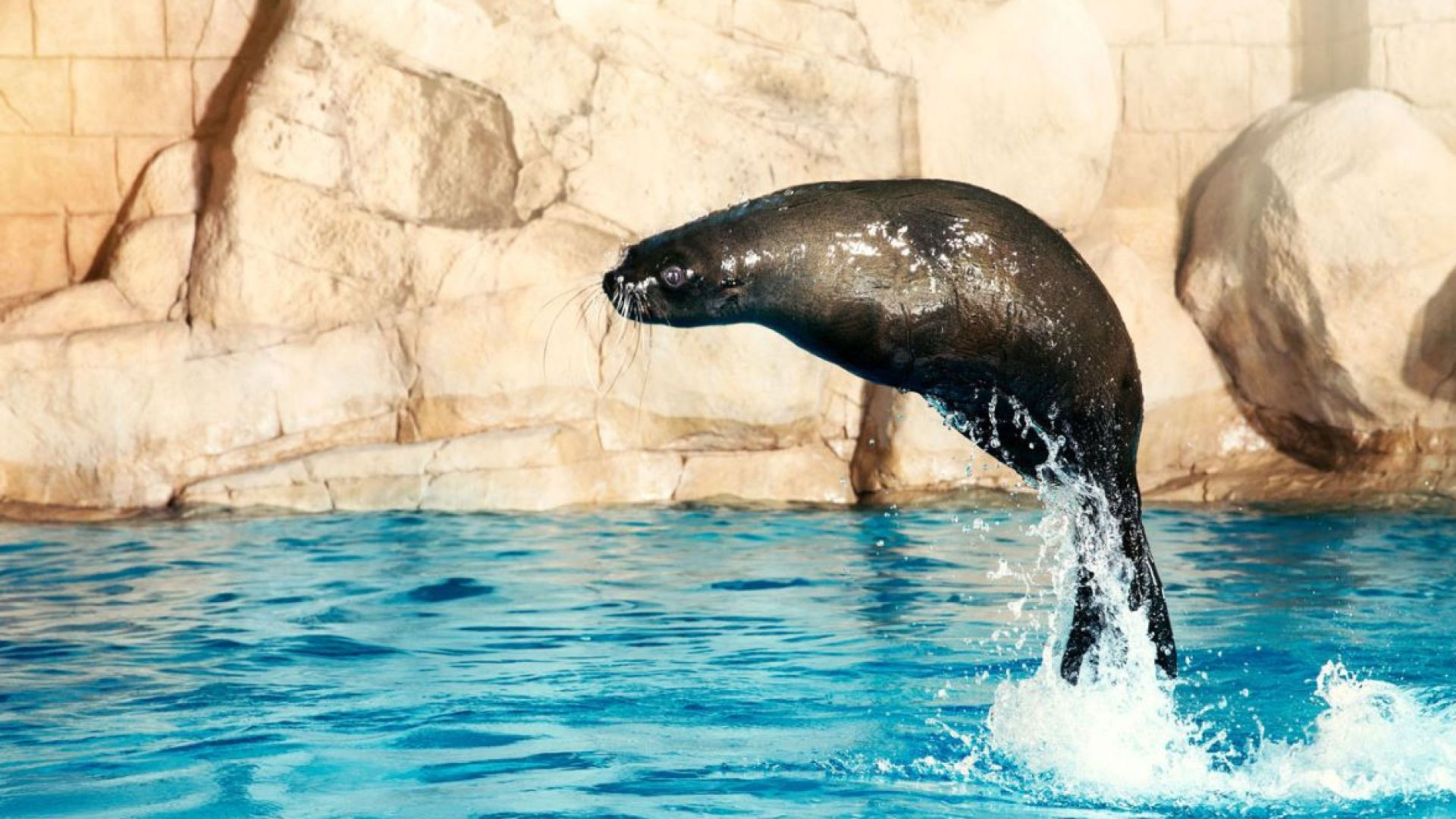 Aquaventure Water Park - Atlantis Sea Lion Dip & P