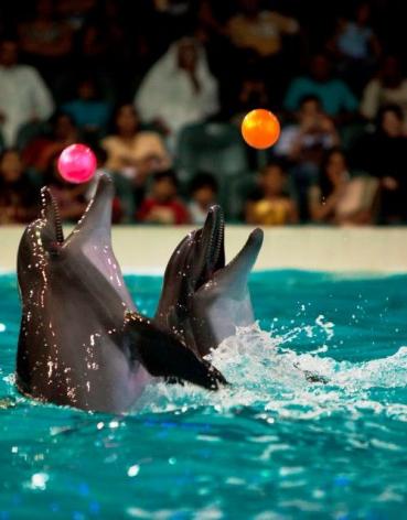 Dubai Dolphinarium