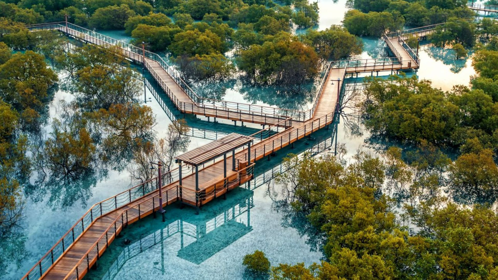 Jubail Mangrove Park - Jubail Mangrove Park - Boar