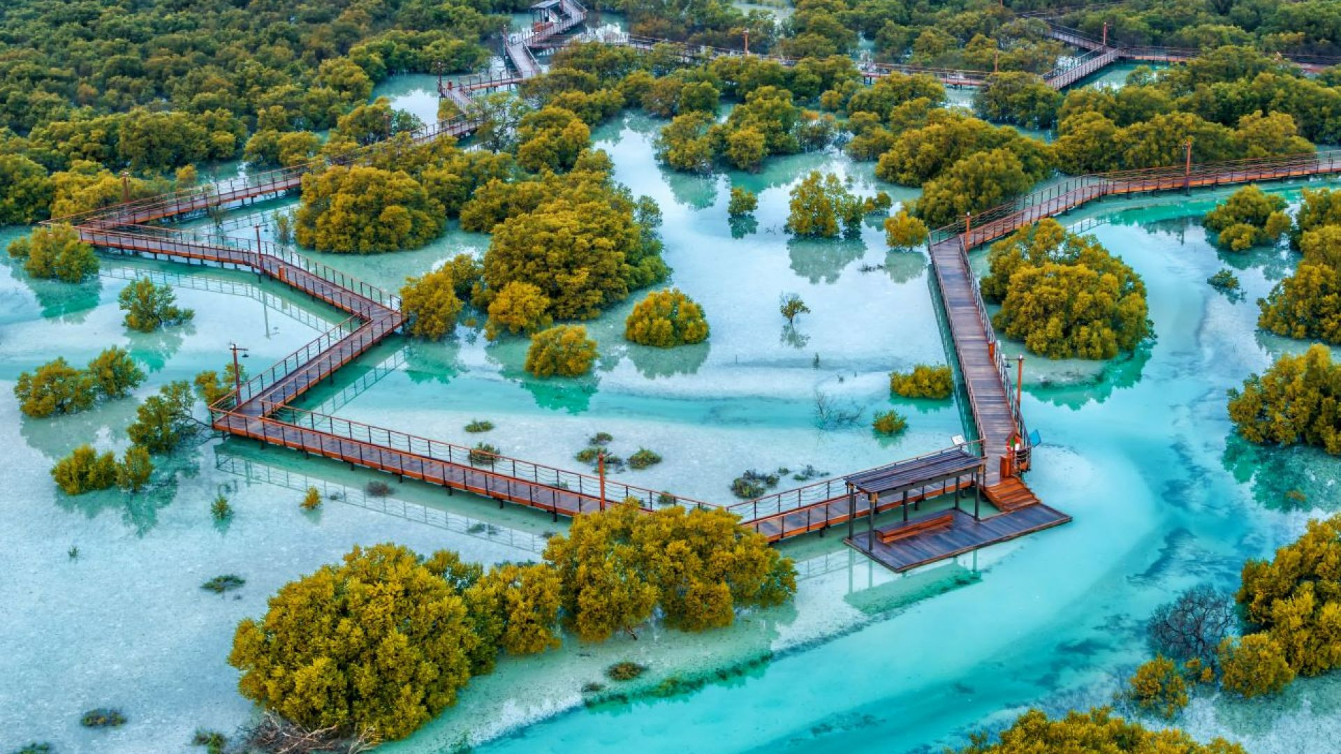 Jubail Mangrove Park - Jubail Mangrove Park - Boar