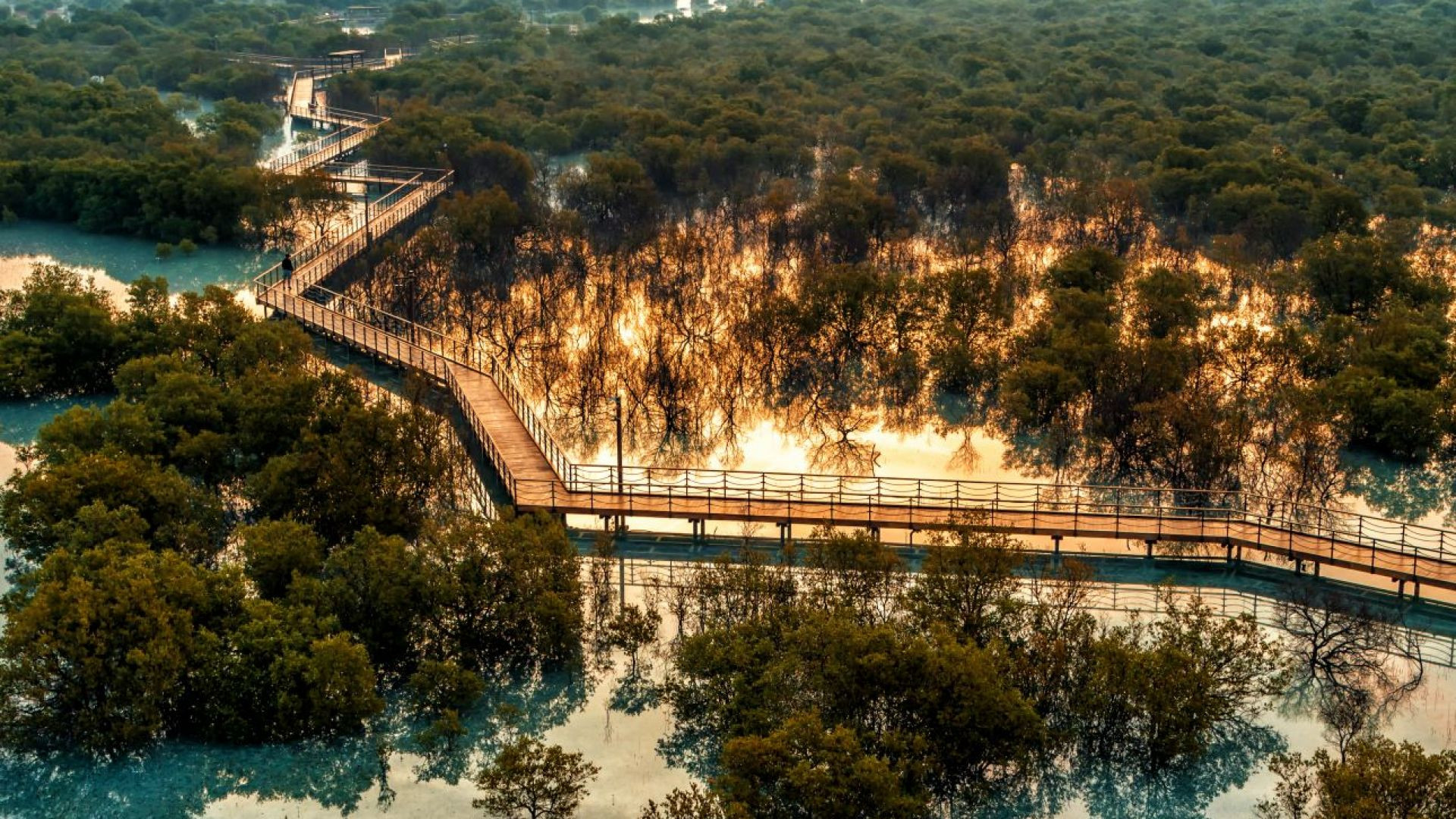 Jubail Mangrove Park - Jubail Mangrove Park - Boar