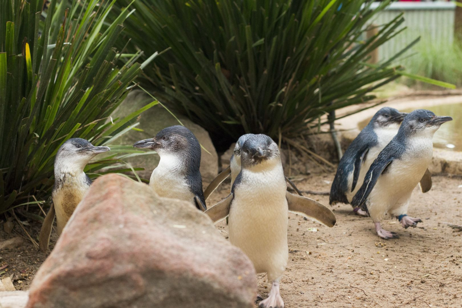 Tiqets Supplier - Phillip Island Penguin Parade an