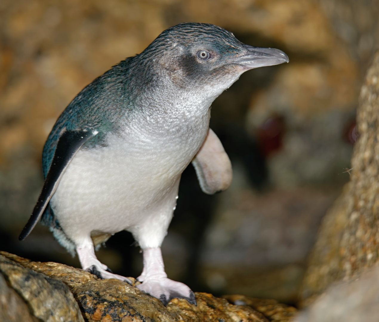 Tiqets Supplier - Phillip Island Penguin Parade an