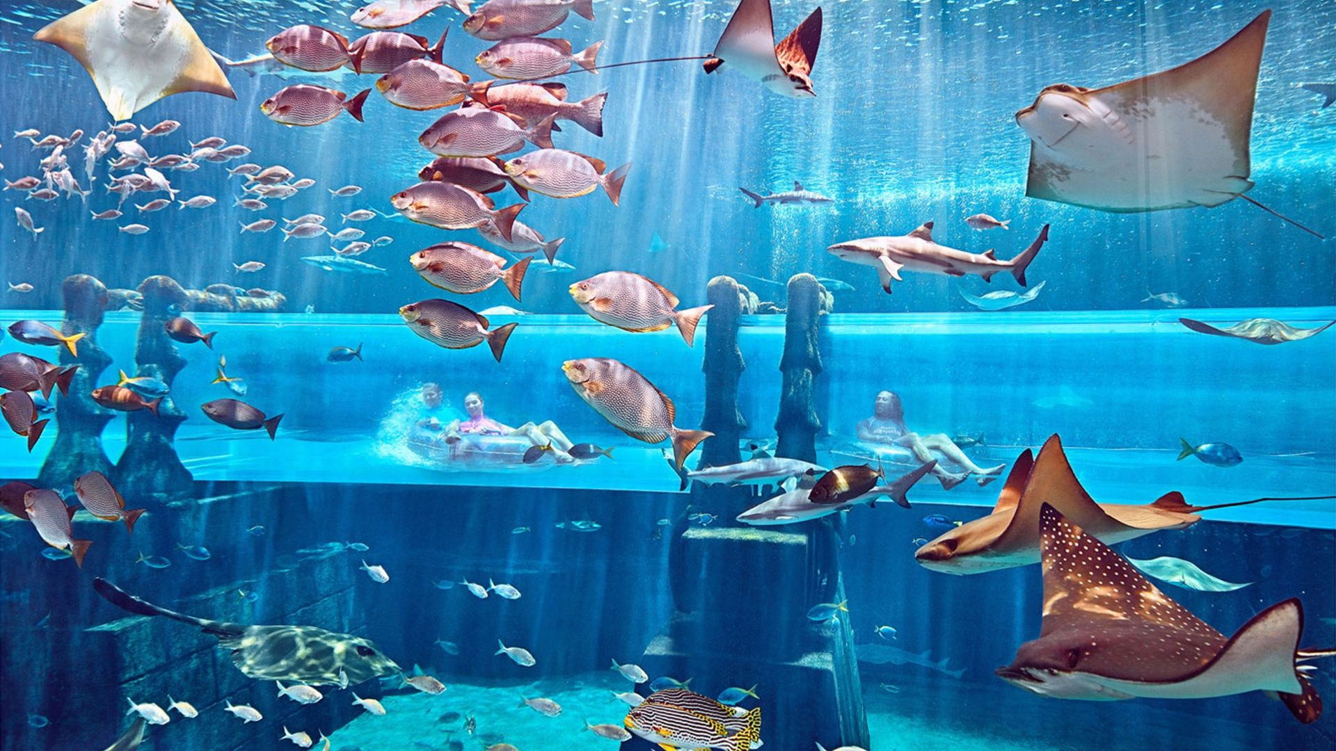 Atlantis Aquaventure - One Day Superpass (TRIDENT 