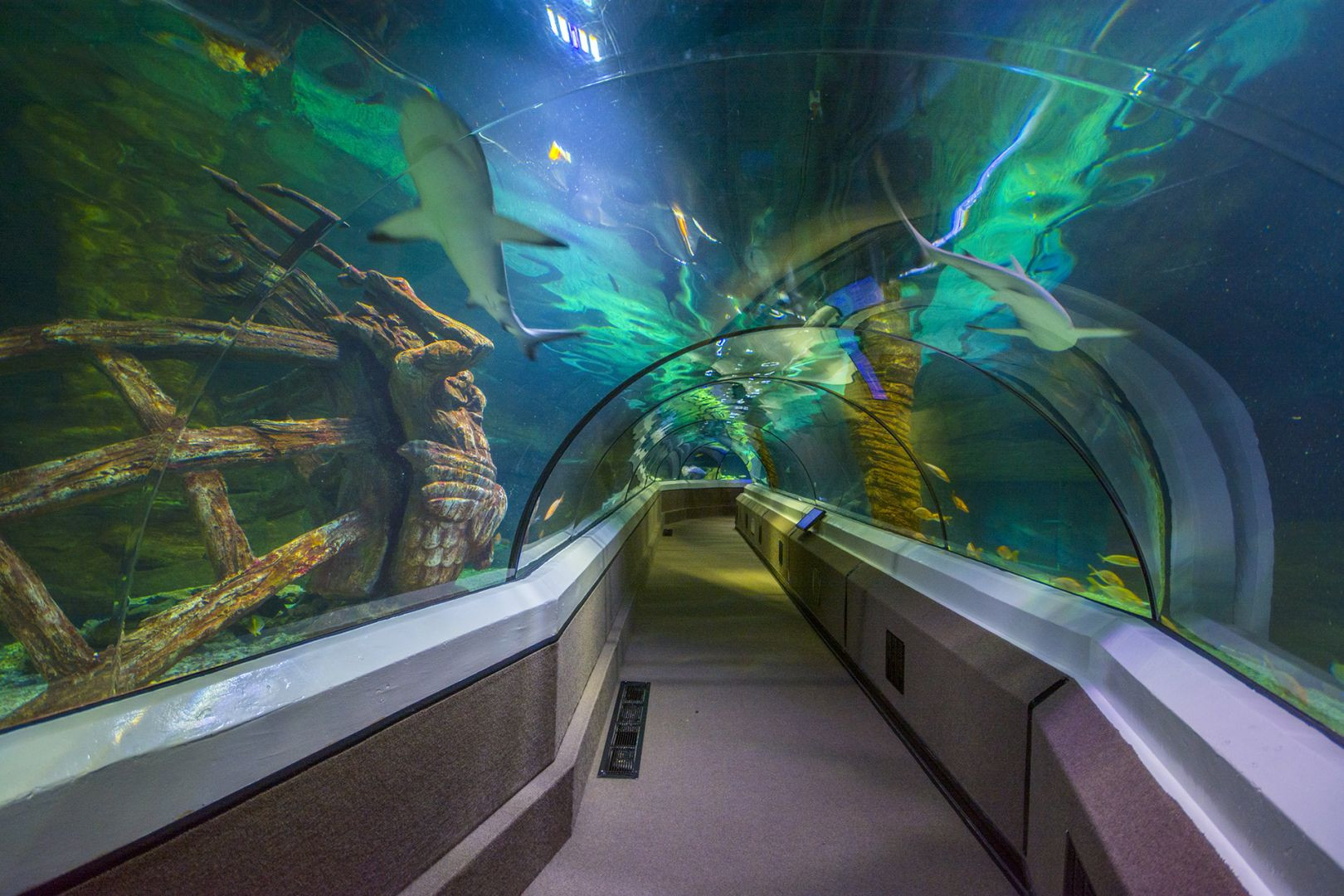 SEA LIFE Sunshine Coast: Entry Ticket