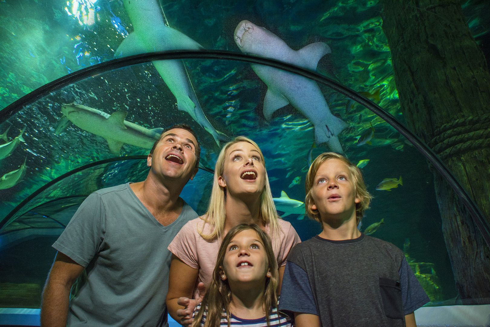 SEA LIFE Sunshine Coast: Entry Ticket